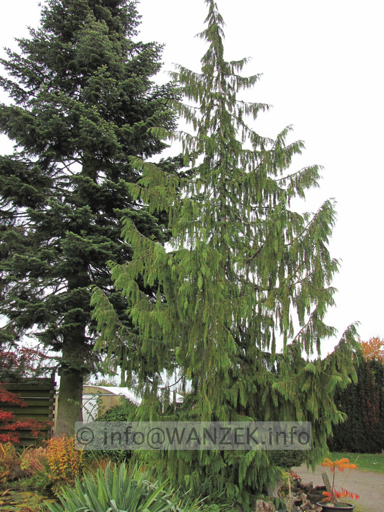 Chamaecyparis nootkatensis Pendula - Sol 01.JPG